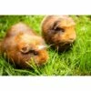 Herbimals Maand Abonnement Herbimals Kruidenbox - Cavia's -Puur Winkel herbimals maand abonnement herbimals kruidenbox ca