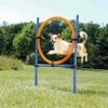 Trixie Trixie Agility Fun Ring - 115 × ø 3 Cm, ø 65 Cm -Puur Winkel trixie trixie agility fun ring 115 o 3 cm o 65 cm