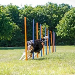Trixie Trixie Agility Slalom - ø 3 × 115 Cm - 12 Stokken -Puur Winkel trixie trixie agility slalom o 3 115 cm 12 stokken 3